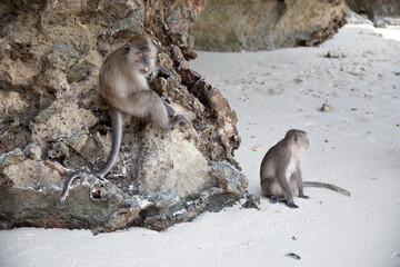 
wild monkeys on the beach
