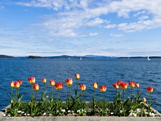 Tulips blossoming early spring at the shore of Sidney BC