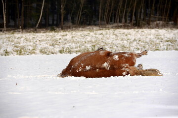 Pferdewelt. Wunderschöne Pferde im winter