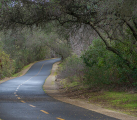 Jedediah Smith Memorial Trail after rain