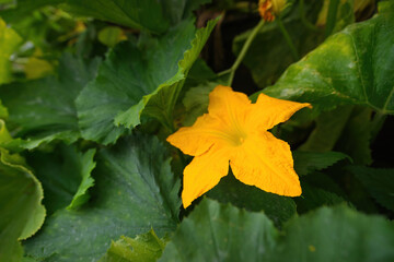 Beautiful yellow - orange flower of blooming pumpkin. Detail of gourd in blossom in homemade garden, surrounded by leaves. Close up. Organic farming, healthy food, BIO viands, back to nature concept.
