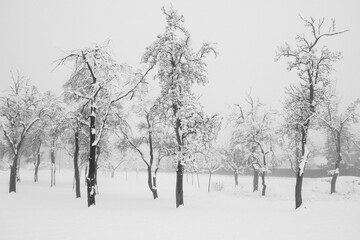 Tiefer frostiger Winter. Eingeschneite Bäume auf einer Wiese