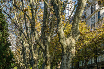 Street with alley of big old plane trees American Sycamore Tree (Platanus occidentalis) in center of Sochi. Golden autumn in famous resort town in south of Russia.