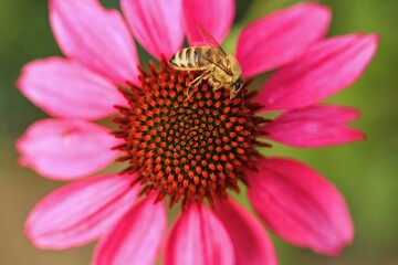 Detail or macro photography of Echinacea and bee