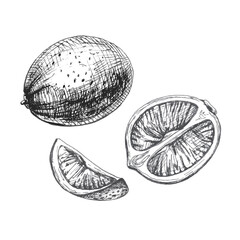 Lime slice and whole. Vector vintage hatching gray illustration.