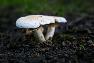 Wild mushrooms in tha forest at sunset time.