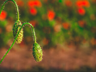Poppy field and poppy buds in full bloom against sunlight. Remebrance Day Background, Sunday. Hello spring, Mediterranean Spring landscape, rural background, Copy space.