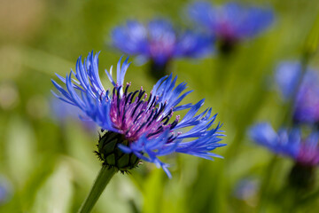 bloom purple star thistle honey