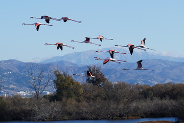 flamingo