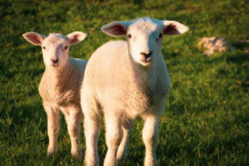 two lambs in countryside pasture