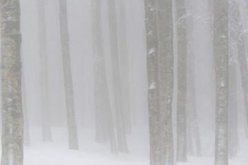 Obraz premium neve sul Monte Amiata