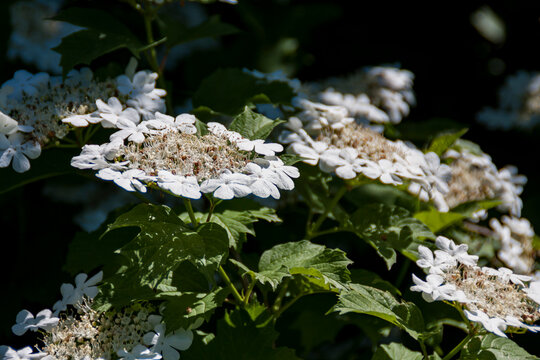 Achillea field plant with white flowers