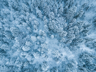 Snow in forest. Russian landscape. Aerial view