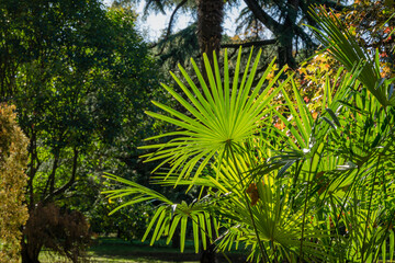 Young Chinese windmill palm (Trachycarpus fortunei) or Chusan palm against sun in city park of Sochi.  Close-up of beautiful green leaves .