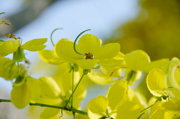 Obraz premium Flores amarillas