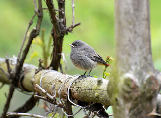 A young bird Phoenicurus ochruros sits on a branch