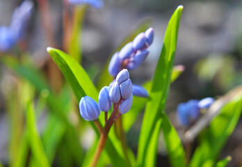 In the spring in the forest blooms snowdrop bifoliate (Scilla bifolia).