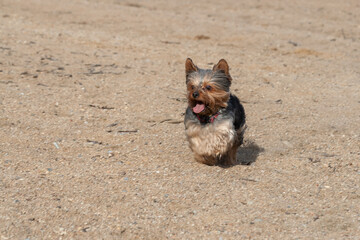 The little Yorkshire Terrier runs along the sandy beach and has his tongue out.