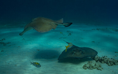 Stingray close up in Cayman Islands