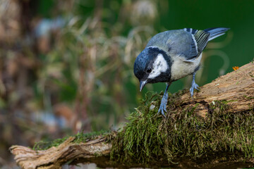 Kohlmeise (parus major)