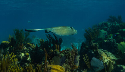 Stingray over corals in Cayman Islands