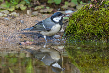 Kohlmeise (parus major)