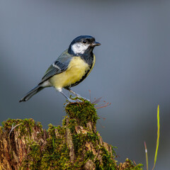Kohlmeise (parus major)