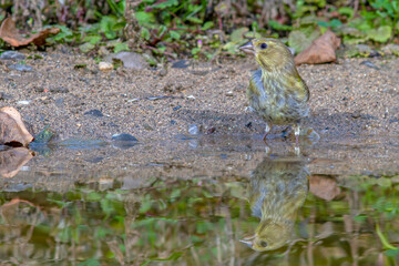 Grünfink (Carduelis chloris) an Wasserstelle