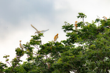 ARVORE COM GARÇA
