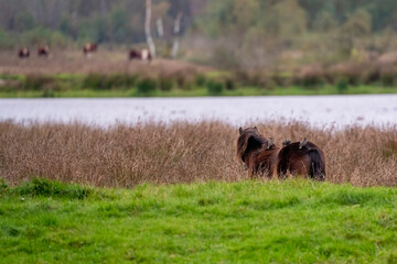 Three starlings on the back of a chestnut wild horse. Seen from the back. Part of horse, lake in background. selctive focus