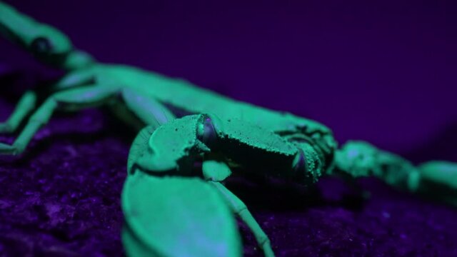 Nachtaktiver Skorpion Euscorpius italicus fluoresziert bei Bestrahlung mit Ultraviolettstrahlung. 