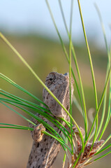Macro shots, Beautiful nature scene green chameleon 