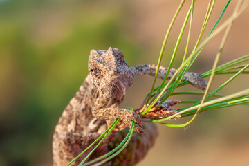 Macro shots, Beautiful nature scene green chameleon 