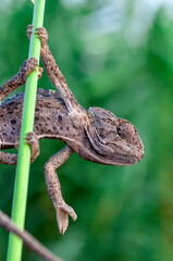 Macro shots, Beautiful nature scene green chameleon 