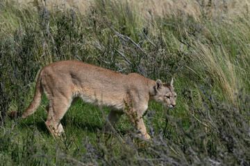 Naklejka na ściany i meble The cougar (Puma concolor)