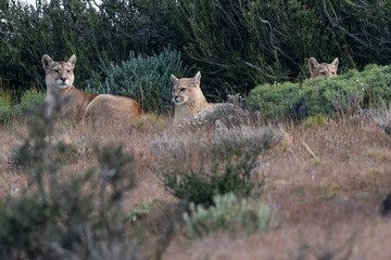 The cougar (Puma concolor)