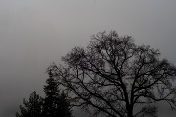 Silhouette of trees against the grey sky on a foggy day, captured on a winter day. Monochrome photo of picturesque nature in Poland.