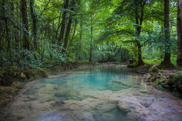 Obraz premium sous bois avec rivière en plein été: un îlot de fraicheur