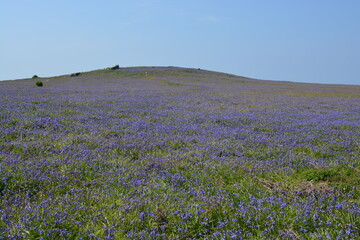 Fototapeta na wymiar A field of bluebells and pink campion in bloom near the stone hills in May at Skomer island, Pembrokeshire coast, Wales, UK. Beautiful landscape scenery of Spring wildflower meadows. Space for copy. 