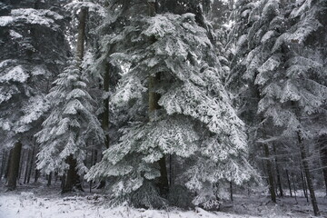 winter landscape and trees covered with snow