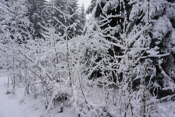 winter landscape and trees covered with snow
