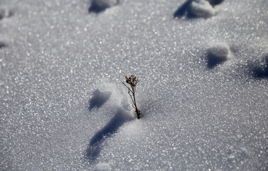 Plant struggle with snow