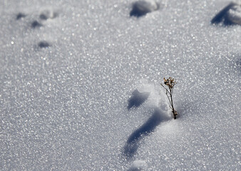 Plant fight with the snow