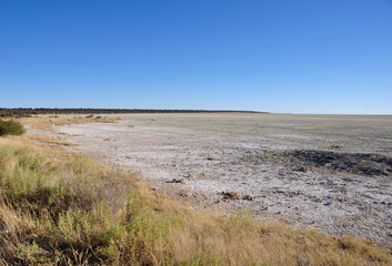 Nature landscape and vegetation at the Etosha salt pans.