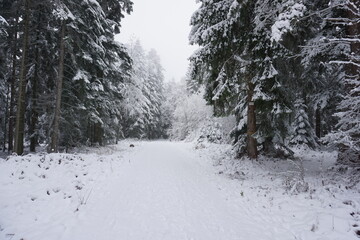 winter landscape and trees covered with snow