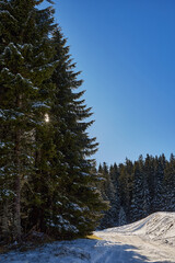 Forest path with pine trees and sun rays