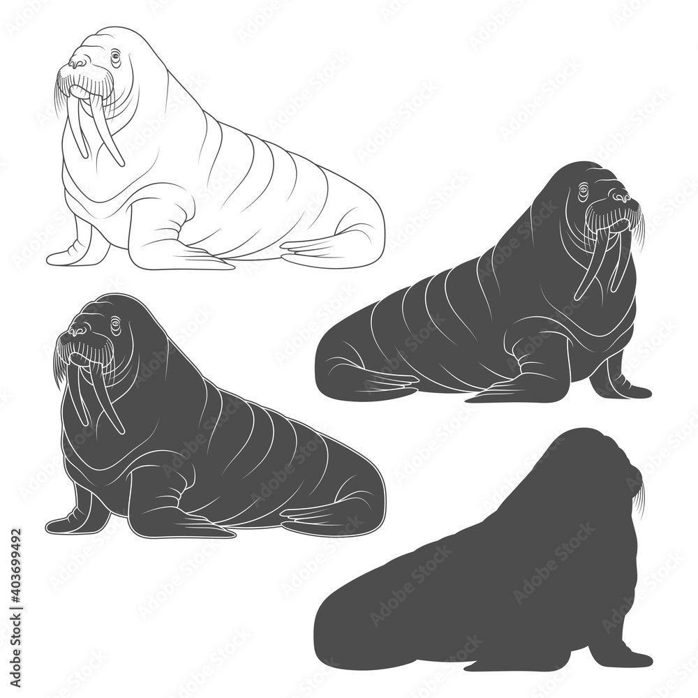 Poster set of black and white illustrations with walrus. isolated vector objects on a white background.
