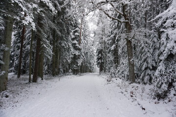 winter landscape and trees covered with snow
