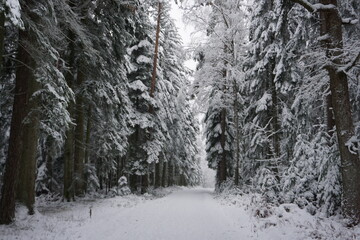 winter landscape and trees covered with snow