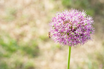 Bee on a purple allium flower on a blurred green background with copy space.